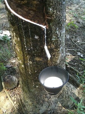 Photo of Rubber Tree Cutting