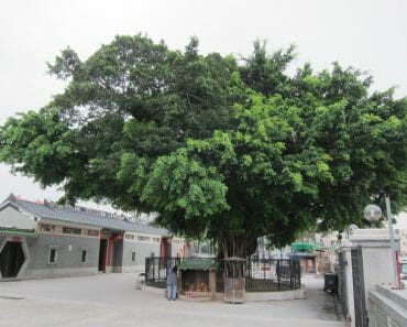 元朗大樹下天后古廟 Yuen Lang Tin Hau Temple Wishing Tree