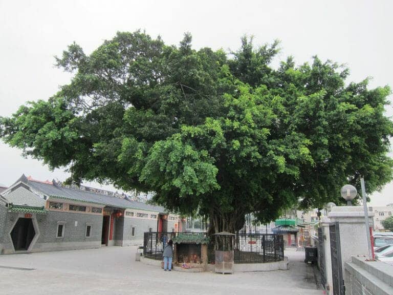 元朗大樹下天后古廟 Yuen Lang Tin Hau Temple Wishing Tree 109 元朗大樹下天后古廟