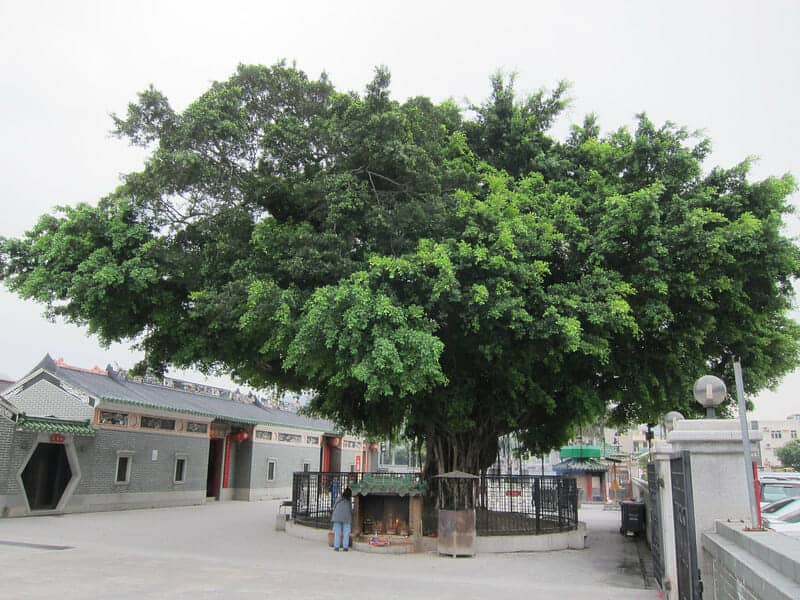 元朗大樹下天后古廟