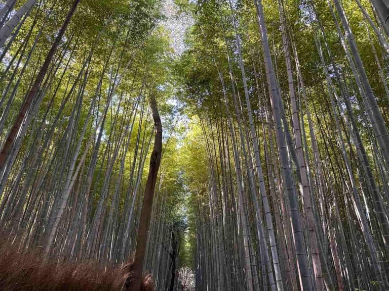 My Best Photo at Arashiyama Bamboo Forest