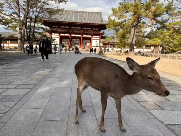 Nara Park Deers