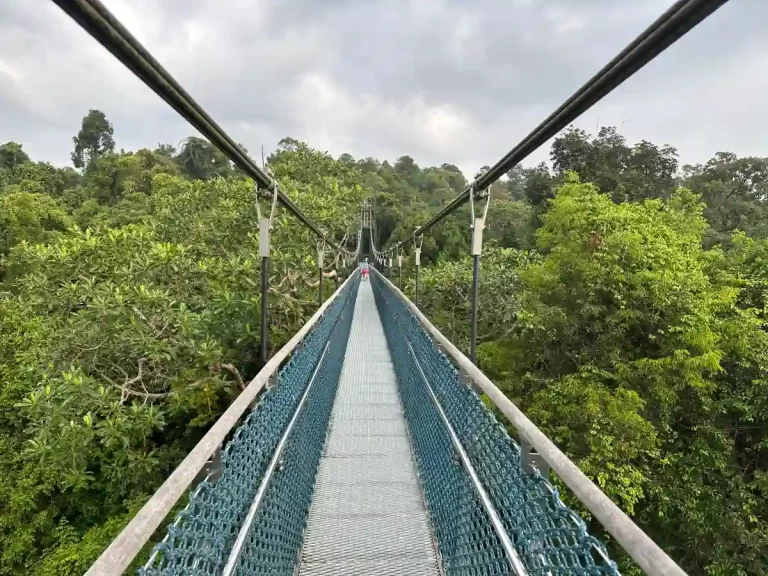 MacRitchie Treetop Walk