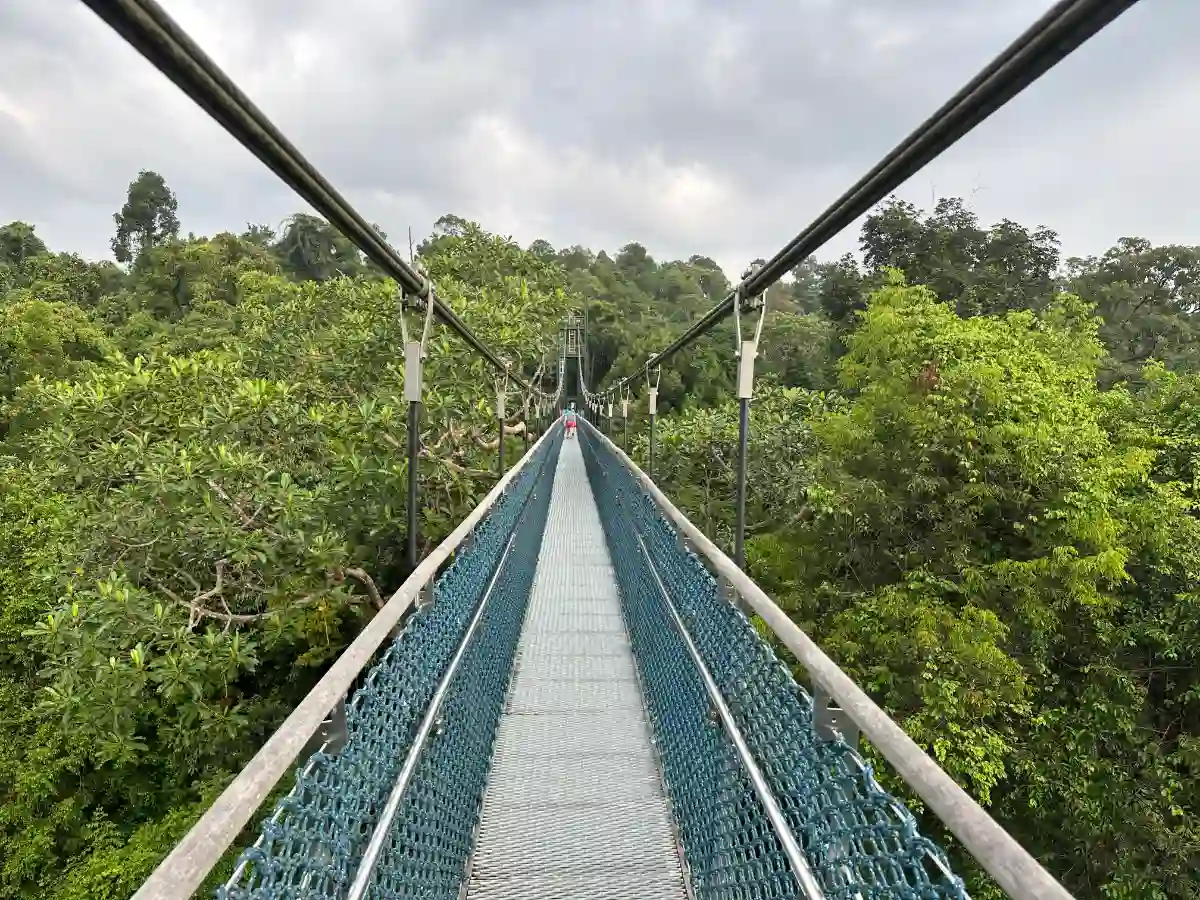 Discover the Magic of MacRitchie Treetop Walk in Singapore 1 MacRitchie Treetop Walk